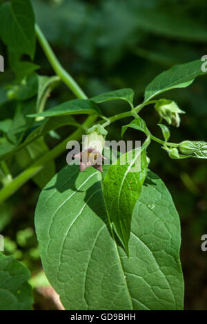 Atropa belladonna Foto Stock