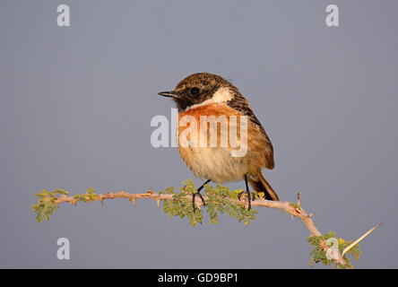 stonechat europeo (Saxicola rubicola), maschio Foto Stock