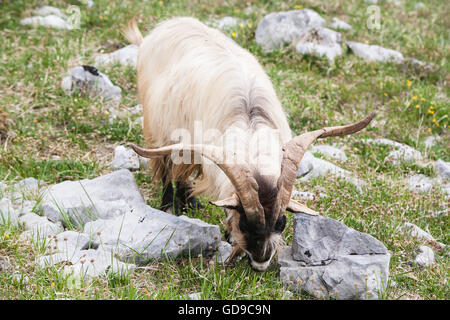 Montagna, capra, visto mentre, escursionismo, El Naranjo de Bulnes, in Picos de Europa,Europa Parco Nazionale,Macizo Regione Asturie,Spagna Foto Stock