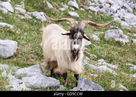 Montagna, capra, visto mentre, escursionismo, El Naranjo de Bulnes, in Picos de Europa,Europa Parco Nazionale,Macizo Regione Asturie,Spagna Foto Stock