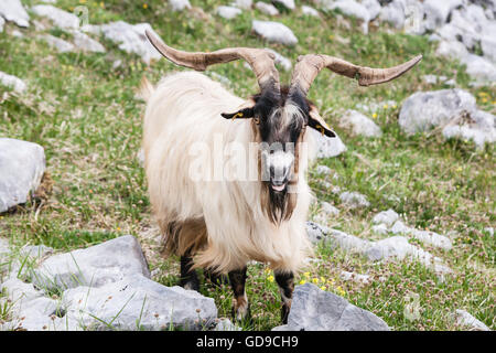 Montagna, capra, visto mentre, escursionismo, El Naranjo de Bulnes, in Picos de Europa,Europa Parco Nazionale,Macizo Regione Asturie,Spagna Foto Stock