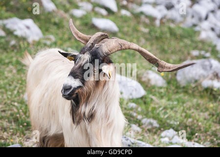 Montagna, capra, visto mentre, escursionismo, El Naranjo de Bulnes, in Picos de Europa,Europa Parco Nazionale,Macizo Regione Asturie,Spagna Foto Stock