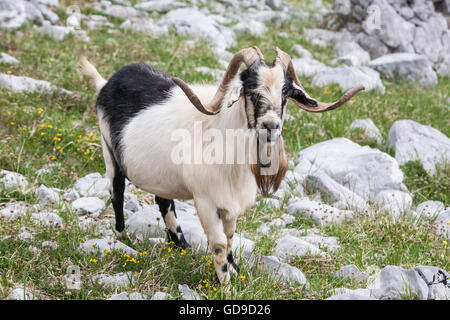 Montagna, capra, visto mentre, escursionismo, El Naranjo de Bulnes, in Picos de Europa,Europa Parco Nazionale,Macizo Regione Asturie,Spagna Foto Stock