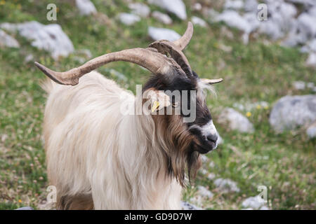 Montagna, capra, visto mentre, escursionismo, El Naranjo de Bulnes, in Picos de Europa,Europa Parco Nazionale,Macizo Regione Asturie,Spagna Foto Stock