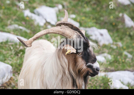 Montagna, capra, visto mentre, escursionismo, El Naranjo de Bulnes, in Picos de Europa,Europa Parco Nazionale,Macizo Regione Asturie,Spagna Foto Stock