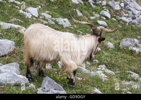 Montagna, capra, visto mentre, escursionismo, El Naranjo de Bulnes, in Picos de Europa,Europa Parco Nazionale,Macizo Regione Asturie,Spagna Foto Stock