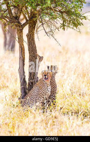 Due ghepardi poggia sotto agli alberi dopo il pasto nel Serengeti Foto Stock