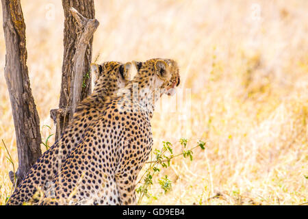 Due ghepardi poggia sotto agli alberi dopo il pasto nel Serengeti Foto Stock