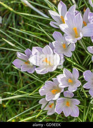 Crochi viola con giallo pistillo in erba verde Foto Stock