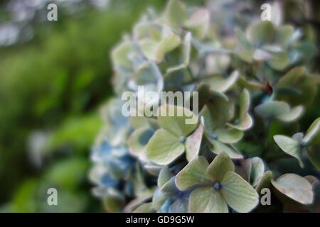 Close-up di una bussola di ortensie a Kyoto, Giappone Foto Stock