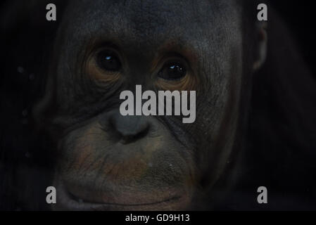 Madrid, Spagna. 13 Luglio, 2016. L orfano Bornean orangutan Boo, 6 anni, raffigurato a zoo di Madrid. © Jorge Sanz/Pacific Press/Alamy Live News Foto Stock