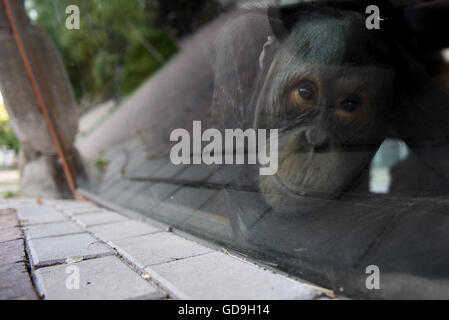 Madrid, Spagna. 13 Luglio, 2016. L orfano Bornean orangutan Boo, 6 anni, raffigurato a zoo di Madrid. © Jorge Sanz/Pacific Press/Alamy Live News Foto Stock