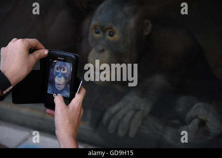 Madrid, Spagna. 13 Luglio, 2016. L orfano Bornean orangutan Boo, 6 anni, posa per una foto a zoo di Madrid. © Jorge Sanz/Pacific Press/Alamy Live News Foto Stock