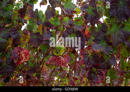 Il Pinot noir, vitigni, vigneto, vigneti, Saintsbury Cantina, Carneros regione, la Valle di Napa NAPA County, California Foto Stock