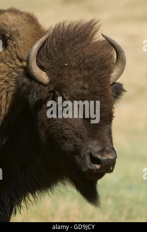 I bisonti americani (Bison bison), ritratto, Custer State Park, Black Hills, Dakota del Sud, STATI UNITI D'AMERICA Foto Stock