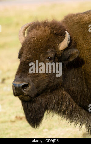 I bisonti americani (Bison bison), Custer State Park, Black Hills, Dakota del Sud, STATI UNITI D'AMERICA Foto Stock