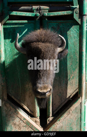 Bison essendo di marca a Bison Roundup, Custer State Park, Black Hills, Dakota del Sud, Stati Uniti d'America, America Foto Stock