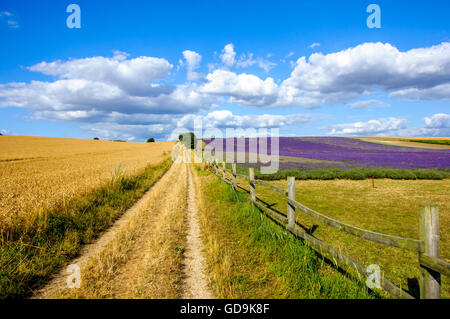 Hitchin Lavanda, Cadwell Farm, Arlesey, Hertfordshire Foto Stock