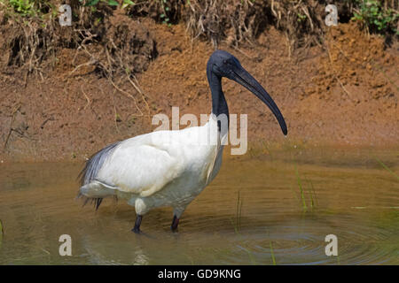 A testa nera ibis o orientali ibis bianco (Threskiornis melanocephalus) Foto Stock