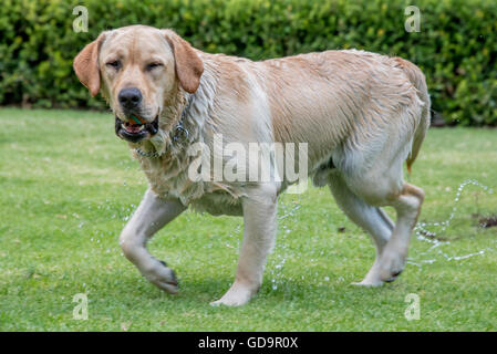 Il Labrador retreiver sull'erba giocando fetch Foto Stock