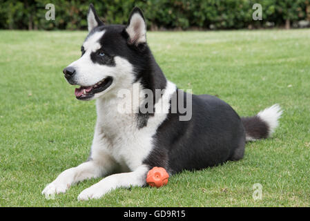Siberian Husky di erba che stabilisce Foto Stock
