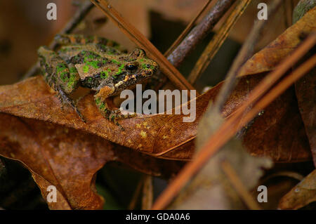 Southern cricket rana Foto Stock