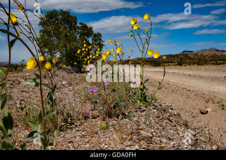 Superbloom Death Valley California Foto Stock