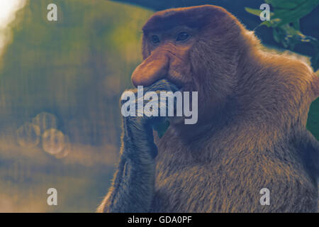 Proboscide monkey nel profondo del pensiero Foto Stock