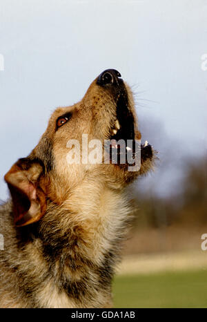 Ritratto di cane che abbaia Foto Stock