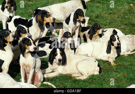 Ariegeois Houd, pack di cani Foto Stock