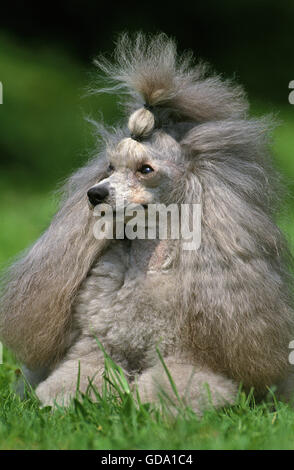 Grigio barboncino in miniatura, Adulti posa sull'erba Foto Stock