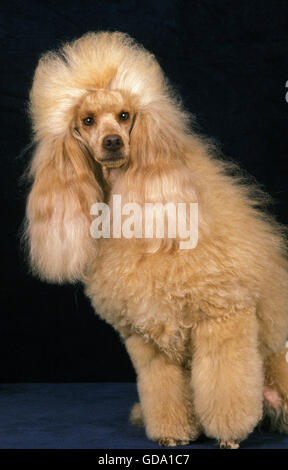Albicocca barboncino gigante, Dog sitter su sfondo nero Foto Stock