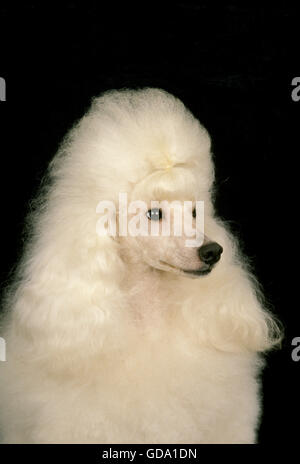 Bianco barboncino gigante, ritratto su sfondo nero Foto Stock