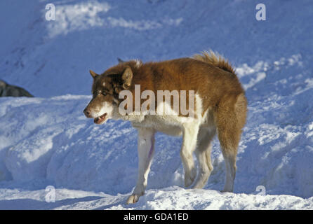 Siberian Husky cane sulla neve Foto Stock