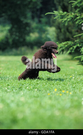 Nero barboncino in miniatura, cane saltando sul prato Foto Stock