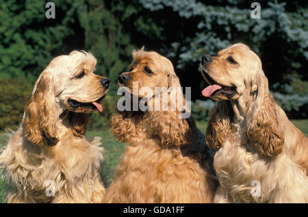 American Cocker Spaniel, Adulti Foto Stock