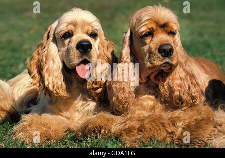 American Cocker Spaniel, Adulti posa sull'erba Foto Stock