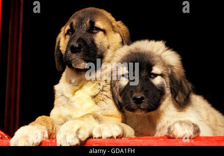 Anatolica cane pastore, Pup in corrispondenza della finestra Foto Stock