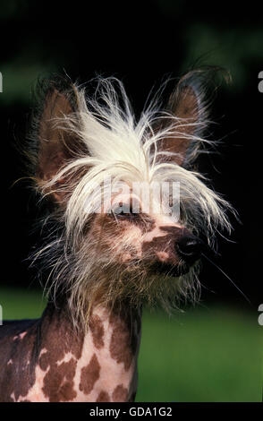 CHINESE CRESTED DOG, ritratto di adulto Foto Stock