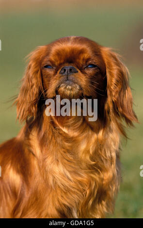 KING CHARLES SPANIEL cane, ritratto di adulto, ruby Foto Stock