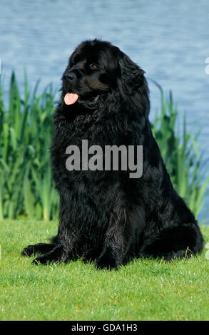 Terranova cane seduto in prossimità di acqua Foto Stock