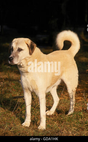 Anatolica cane pastore, per adulti Foto Stock