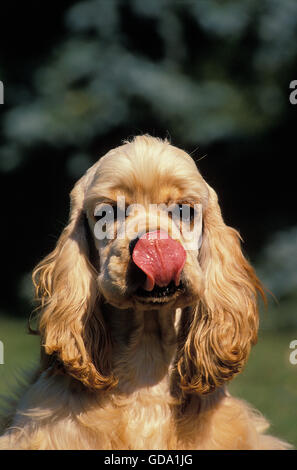 AMERICAN cocker spaniel, adulti leccare il naso Foto Stock