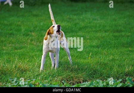 Grande anglo-francese Bianco e arancione Hound, Adulti Barking Foto Stock