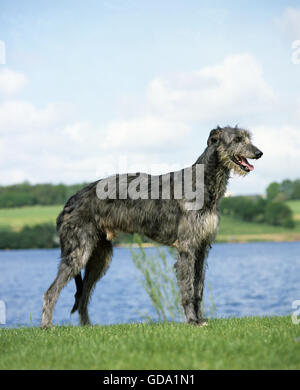 Scottish Deerhound cane, maschio vicino al lago Foto Stock