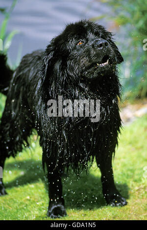 Terranova cane, cane di salvataggio emergente dal lago Foto Stock