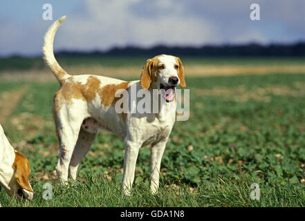 Bianco e arancione grande Anglo French Hound, maschio Foto Stock