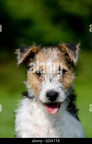 WIRE-haired fox terrier cucciolo Foto Stock