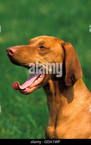 Puntatore ungherese o VIZSLA cane adulto, sbadigli Foto Stock