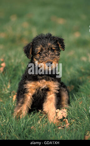 Airedale Terrier cane, Pup seduto sull'erba Foto Stock